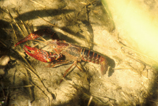 寒潮降溫,小龍蝦如何安全越冬?浮標(biāo)水質(zhì)監(jiān)測(cè)告訴您答案 寒潮降溫,小龍蝦如何安全越冬?浮標(biāo)水質(zhì)監(jiān)測(cè)告訴您答案