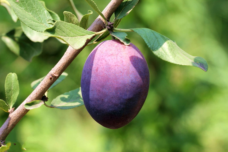 農業(yè)氣象站助力西梅種植 農業(yè)氣象站助力西梅種植